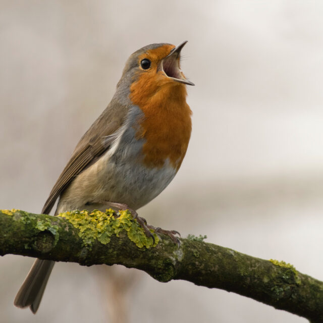 Masonry_Rosenstrasse_deko_1280x1280