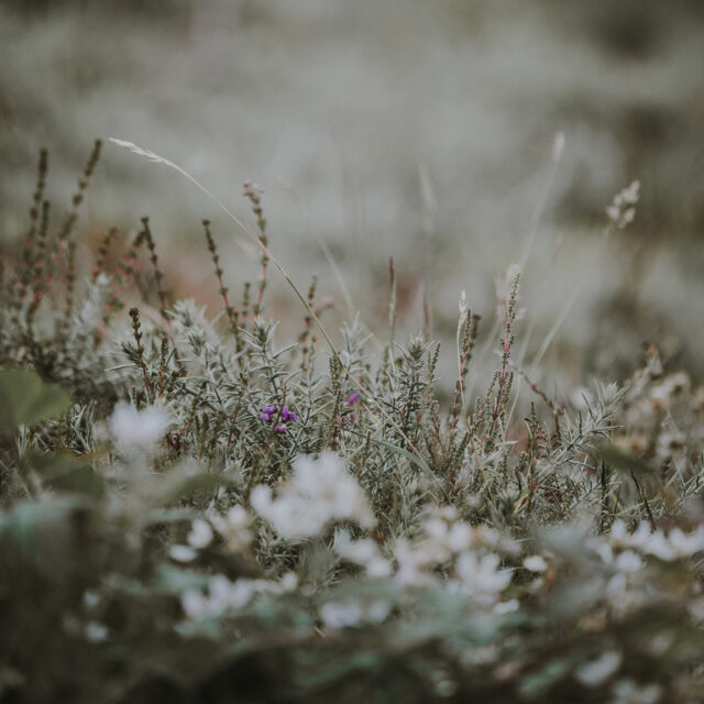 Masonry_Rosenstrasse_deko_1280x1280_2