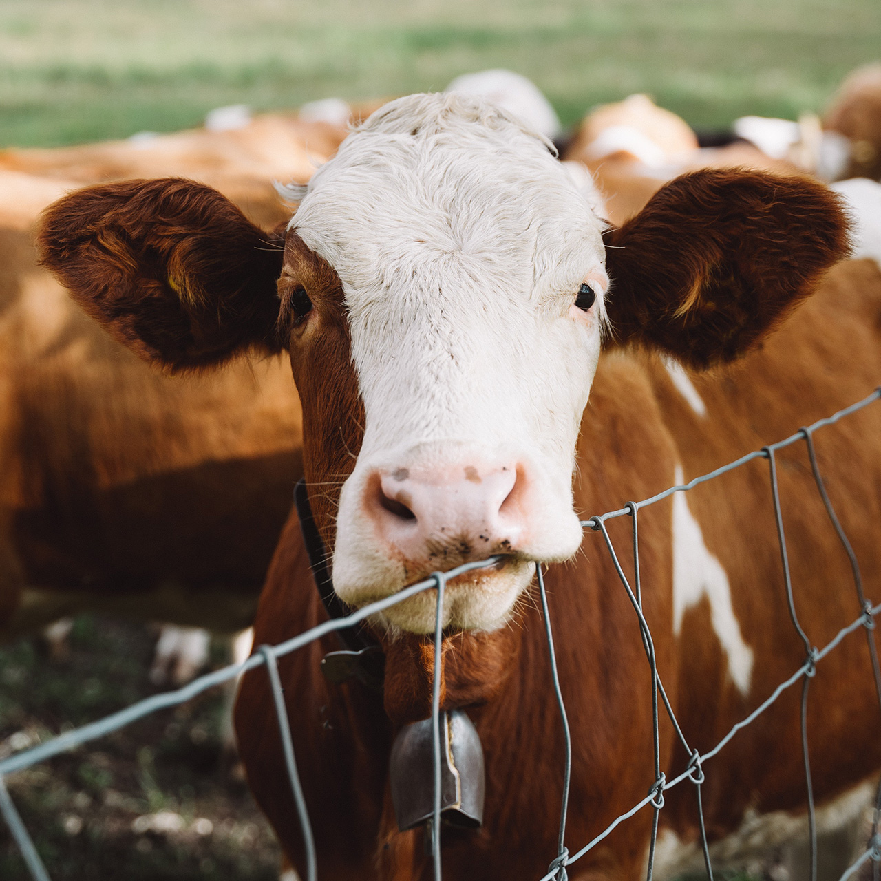 Masonry_Rosenstrasse_deko_2_1280x1280_2