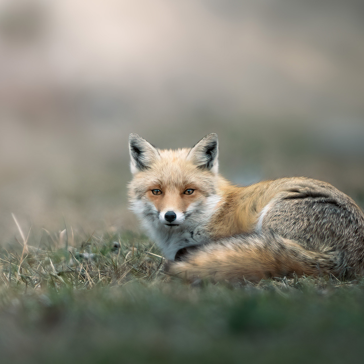 Masonry_Rosenstrasse_fuchs_2_1280x1280_2