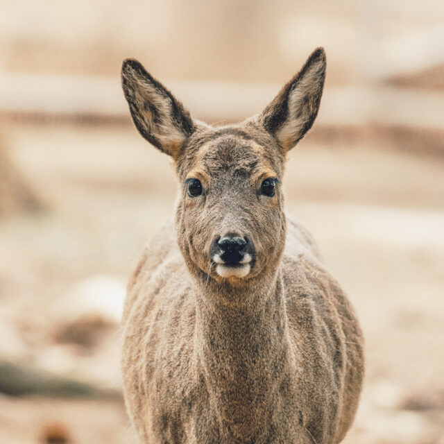 Masonry_Rosenstrasse_reh_1280x1280_2