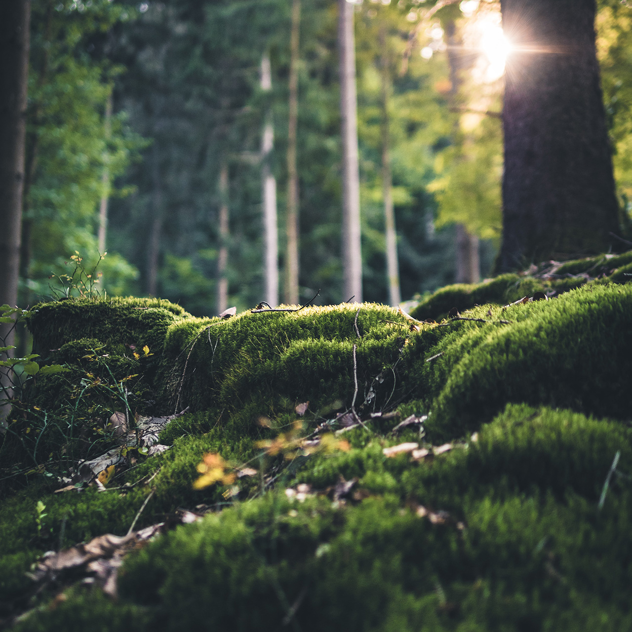 Masonry_Rosenstrasse_wald_2_1280x1280_2